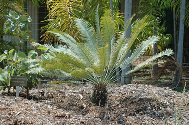 APII jpeg image of Cycas orientis  © contact APII