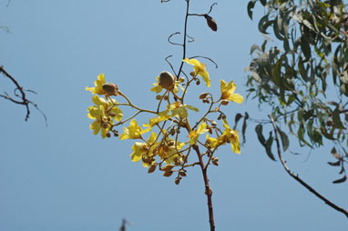 APII jpeg image of Cochlospermum fraseri  © contact APII