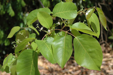 APII jpeg image of Vitex glabrata  © contact APII