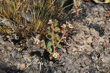 APII jpeg image of Euphorbia muelleri  © contact APII