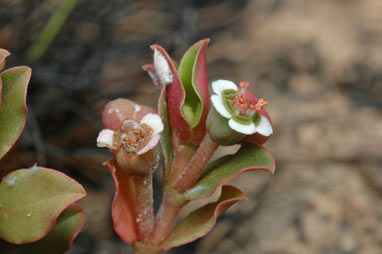 APII jpeg image of Euphorbia muelleri  © contact APII
