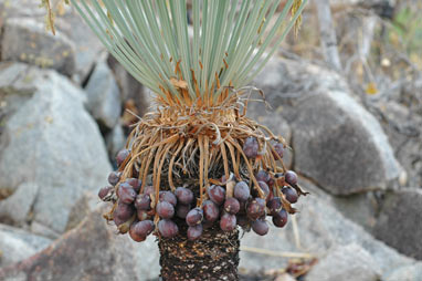 APII jpeg image of Cycas conferta  © contact APII