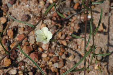 APII jpeg image of Xenostegia tridentata  © contact APII