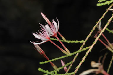 APII jpeg image of Calytrix exstipulata  © contact APII