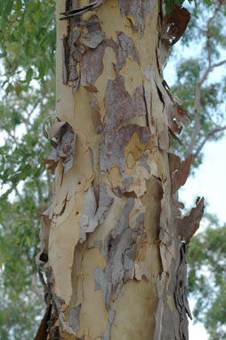 APII jpeg image of Corymbia arafurica  © contact APII