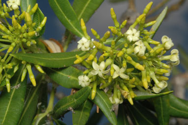 APII jpeg image of Alstonia actinophylla  © contact APII