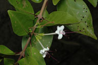 Clerodendrum inerme