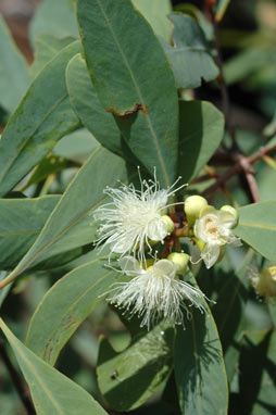 APII jpeg image of Syzygium angophoroides  © contact APII