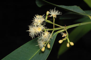 APII jpeg image of Syzygium angophoroides  © contact APII