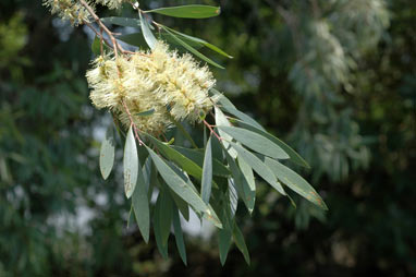 APII jpeg image of Melaleuca cajuputi subsp. cajuputi  © contact APII