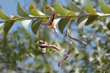 APII jpeg image of Acacia mountfordiae  © contact APII