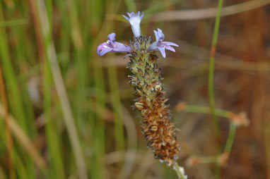 APII jpeg image of Lindernia brennanii  © contact APII