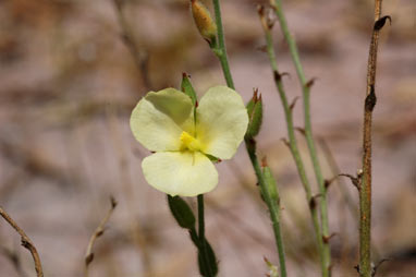 APII jpeg image of Cartonema parviflorum  © contact APII