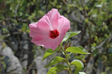 APII jpeg image of Hibiscus riceae  © contact APII