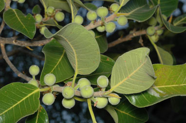 APII jpeg image of Ficus brachypoda  © contact APII