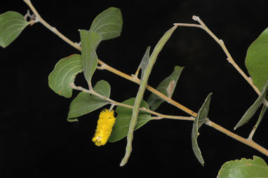 APII jpeg image of Acacia humifusa  © contact APII