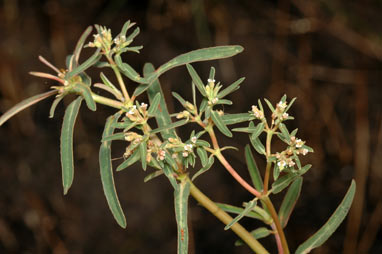 APII jpeg image of Euphorbia vachellii  © contact APII