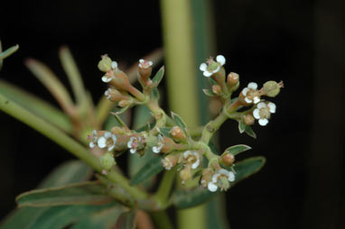 APII jpeg image of Euphorbia vachellii  © contact APII
