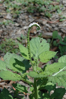 APII jpeg image of Heliotropium indicum  © contact APII