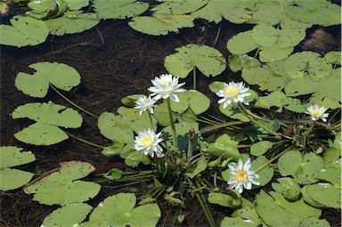 APII jpeg image of Nymphaea  © contact APII