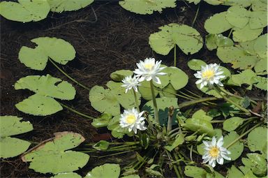 APII jpeg image of Nymphaea  © contact APII