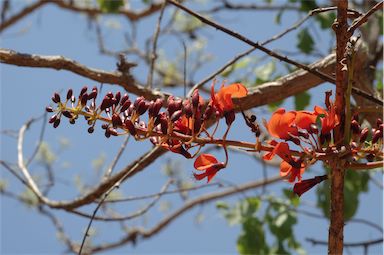 APII jpeg image of Erythrina variegata  © contact APII