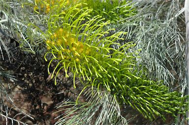 APII jpeg image of Grevillea formosa  © contact APII