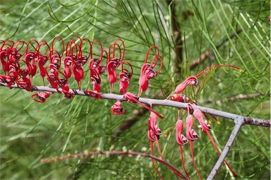 APII jpeg image of Grevillea dryandri subsp. dasycarpa  © contact APII