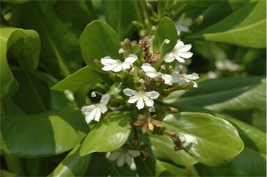 APII jpeg image of Scaevola taccada  © contact APII