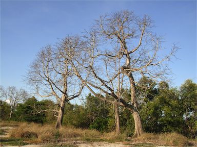 APII jpeg image of Bombax ceiba  © contact APII