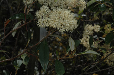 APII jpeg image of Pomaderris argyrophylla  © contact APII