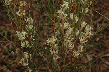 APII jpeg image of Hakea adnata  © contact APII