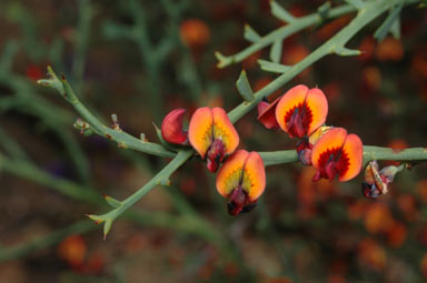 APII jpeg image of Daviesia physodes  © contact APII