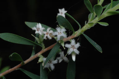 APII jpeg image of Leucopogon muticus  © contact APII