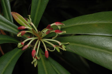 APII jpeg image of Tasmannia insipida  © contact APII
