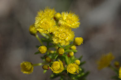 APII jpeg image of Verticordia galeata  © contact APII