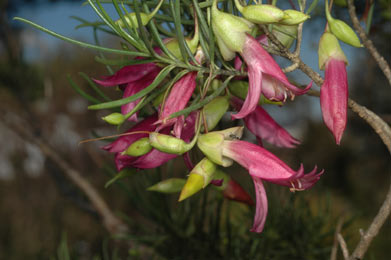 APII jpeg image of Eremophila alternifolia  © contact APII