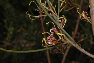 APII jpeg image of Hakea platysperma  © contact APII