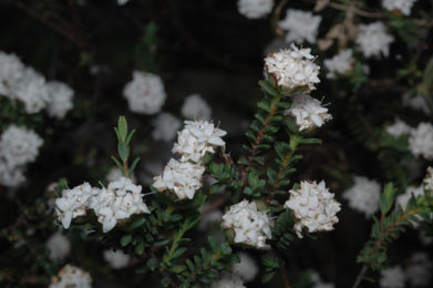 APII jpeg image of Pimelea brachyphylla  © contact APII