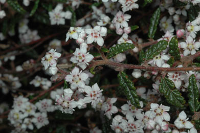 APII jpeg image of Commersonia hermanniifolia  © contact APII