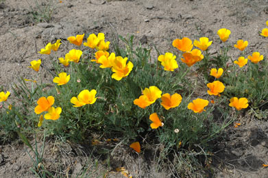 APII jpeg image of Eschscholzia californica  © contact APII