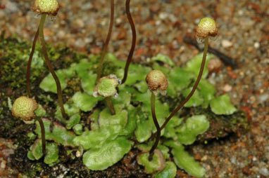 APII jpeg image of Asterella whiteleggei cf  © contact APII