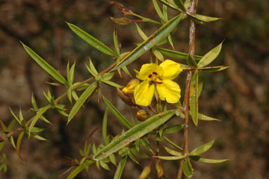 APII jpeg image of Labichea lanceolata subsp. brevifolia  © contact APII