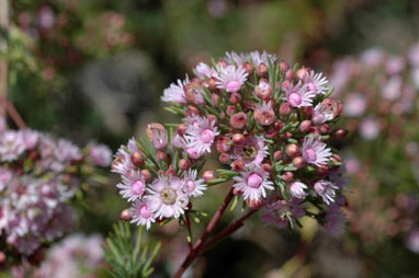 APII jpeg image of Verticordia plumosa var. plumosa  © contact APII