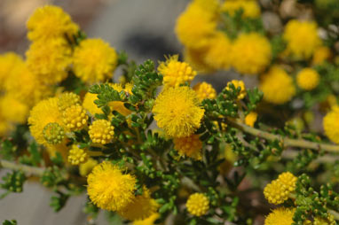 APII jpeg image of Acacia lasiocarpa var. lasiocarpa  © contact APII