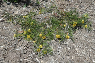 APII jpeg image of Isopogon prostratus  © contact APII