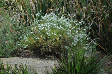 APII jpeg image of Veronica arenaria  © contact APII