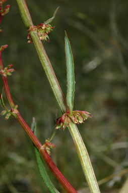 APII jpeg image of Rumex brownii  © contact APII