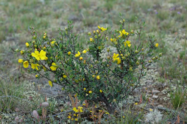 APII jpeg image of Hibbertia obtusifolia  © contact APII