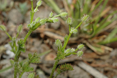 APII jpeg image of Daucus glochidiatus  © contact APII